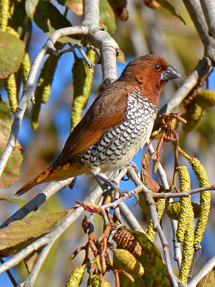 Warbler5.jpg