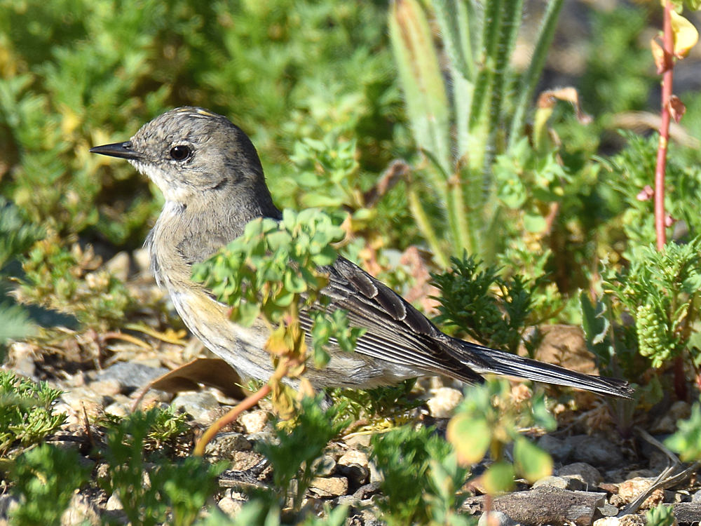 Warbler5.jpg