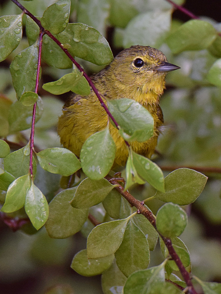 Warbler5.jpg