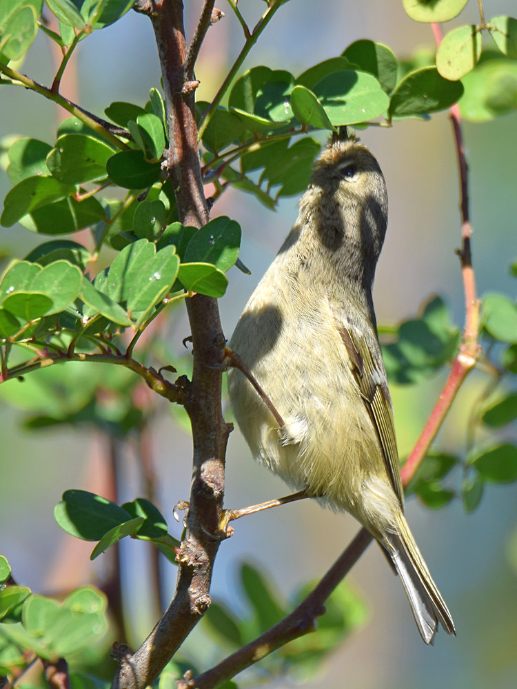 Warbler5.jpg