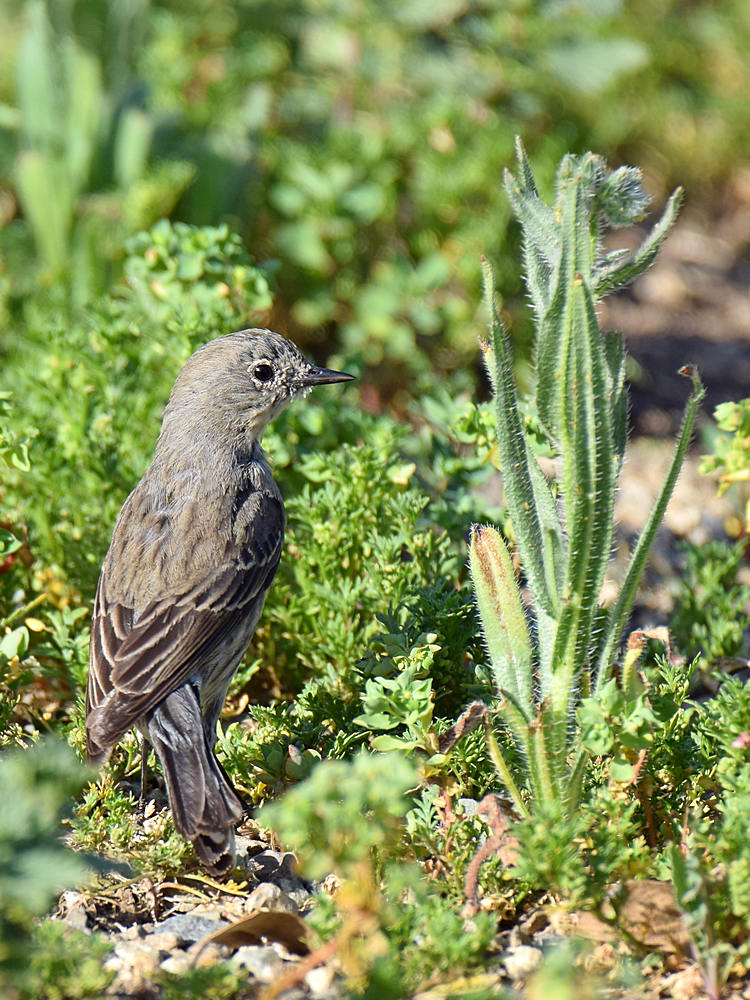 Warbler7.jpg