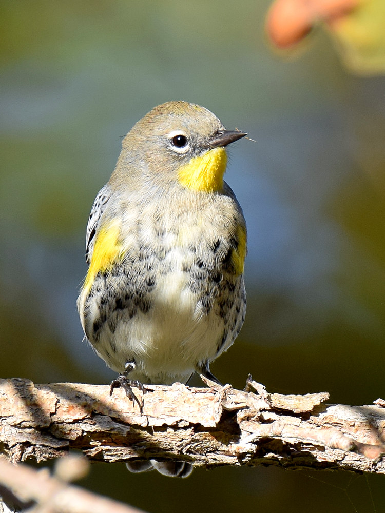 WarblerYellowRumped2.jpg