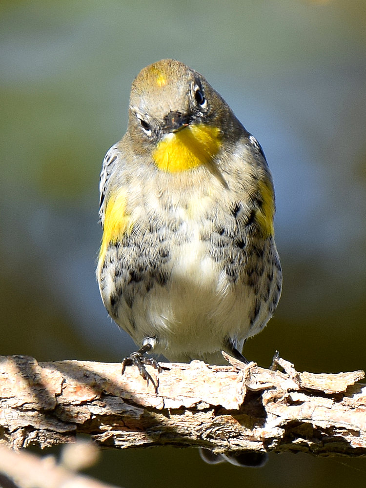 WarblerYellowRumped5.jpg