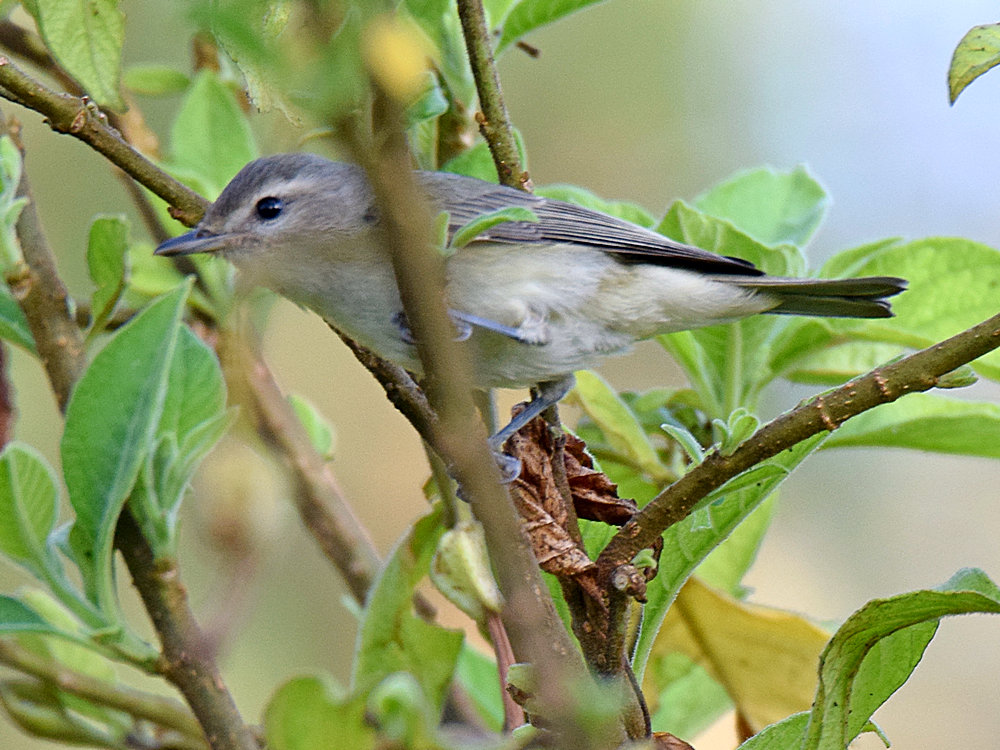 WarblingVireo.JPG