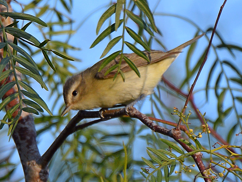 WarblingVireo.jpg
