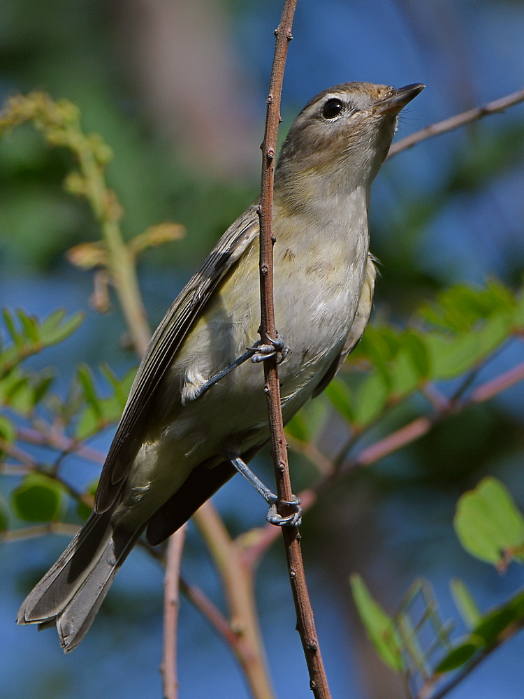 WarblingVireo.jpg