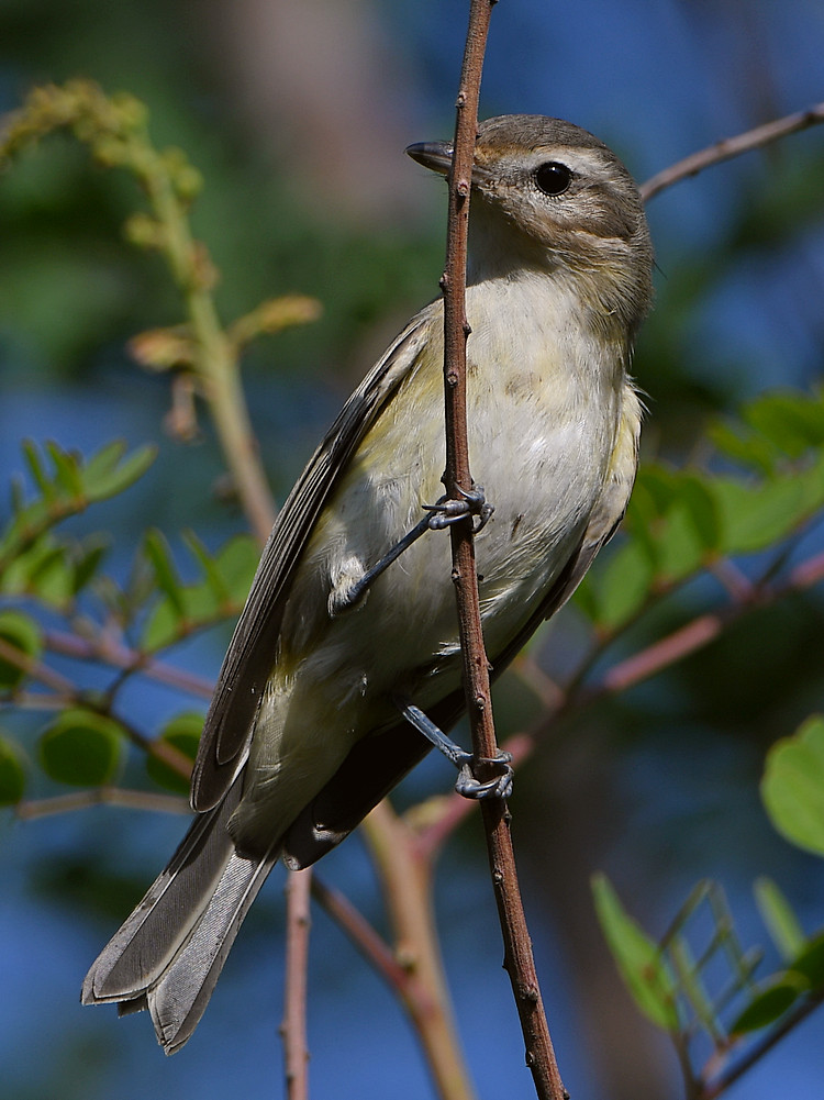WarblingVireo2.jpg