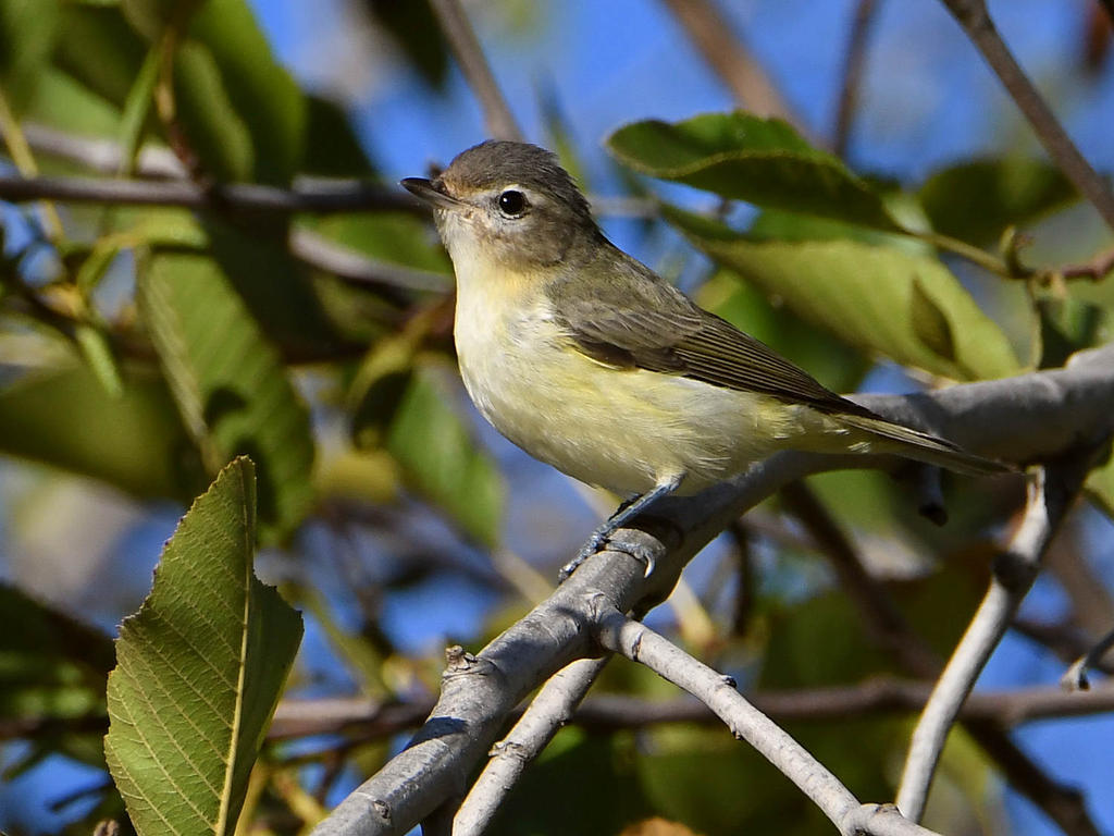 WarblingVireo2.jpg