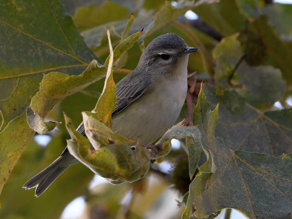 WarblingVireo3.jpg