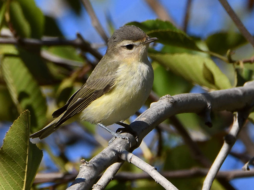 WarblingVireo3.jpg