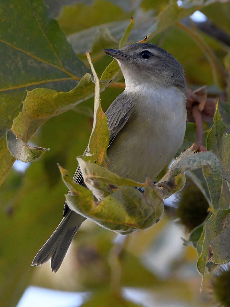 WarblingVireo4.jpg