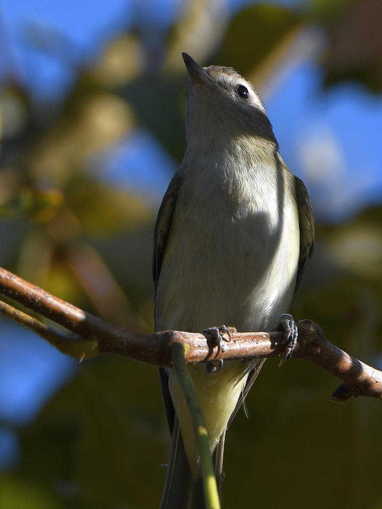 WarblingVireo5.jpg
