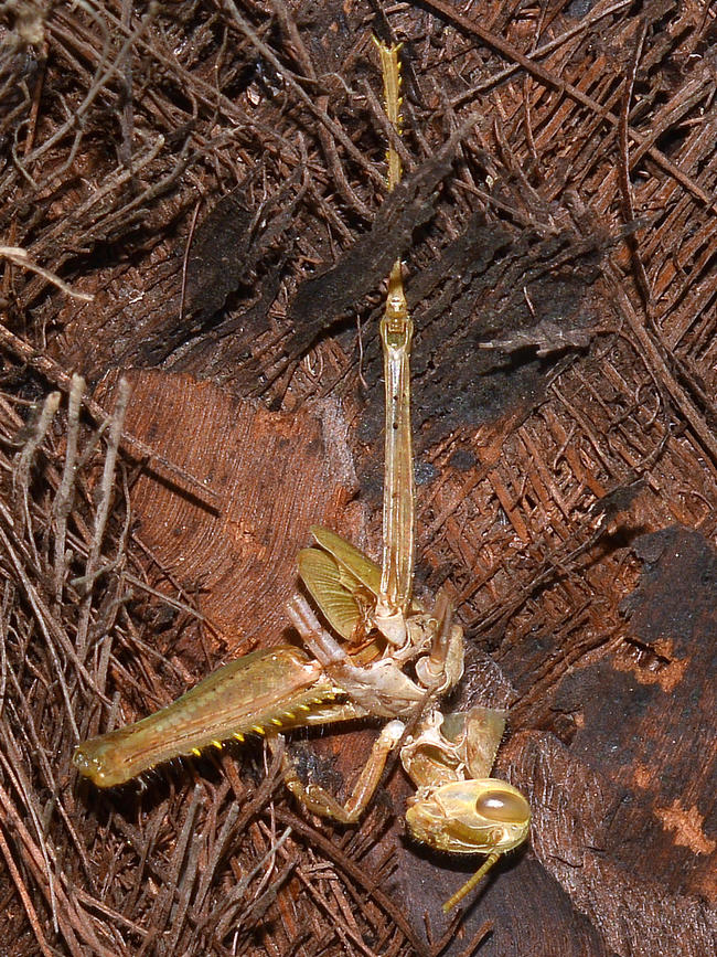 WasBug29Dec2013_2.jpg