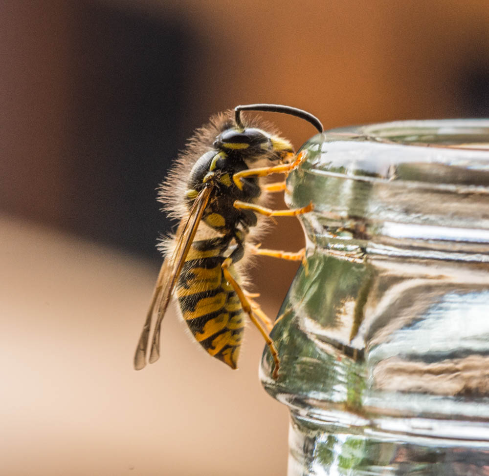 Wasp 2.jpg