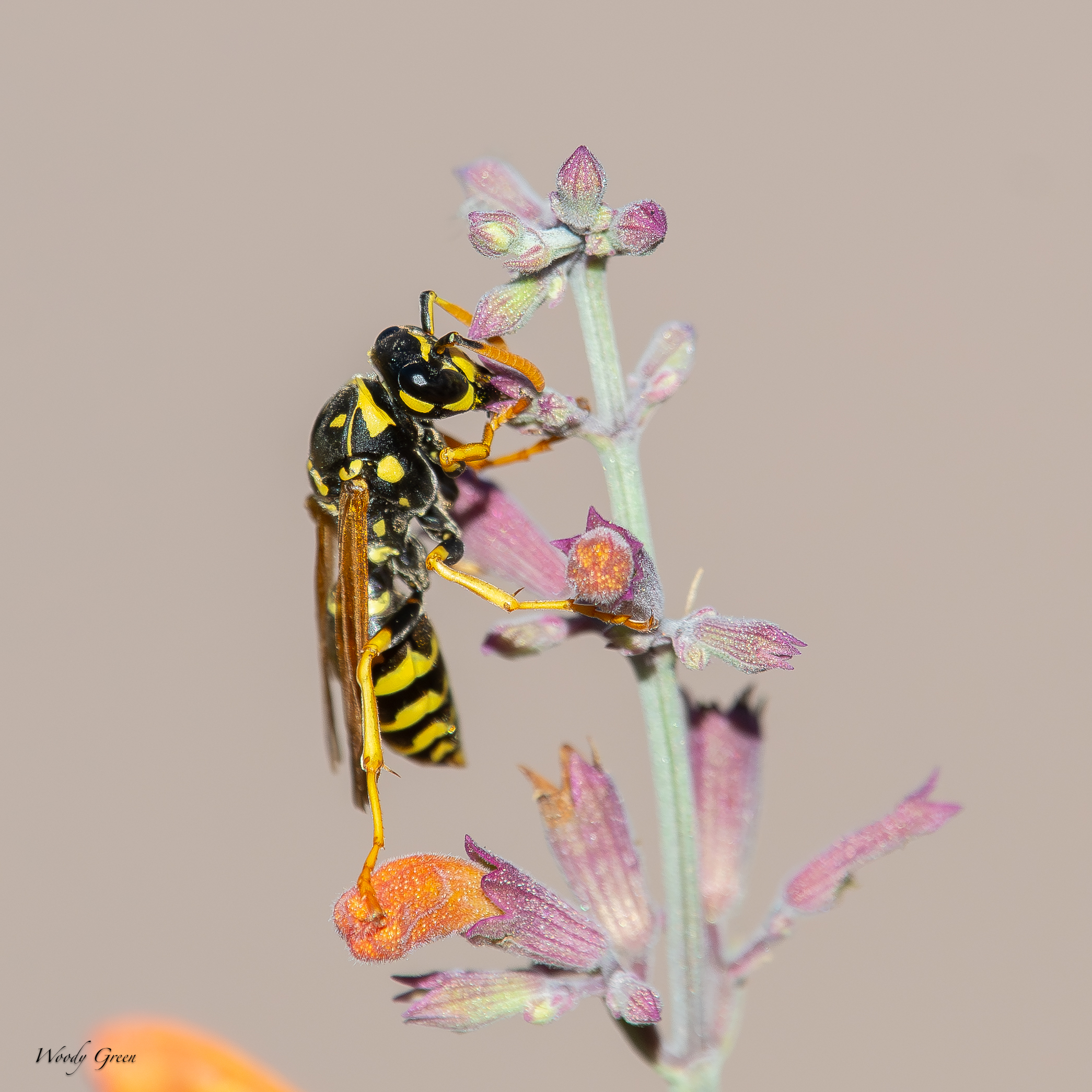 Wasp-240.jpg