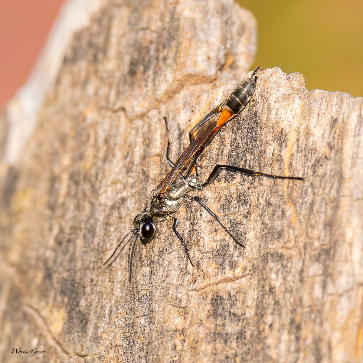 Wasp-98.jpg