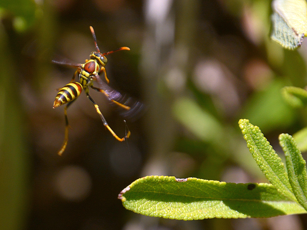 Wasp.jpg