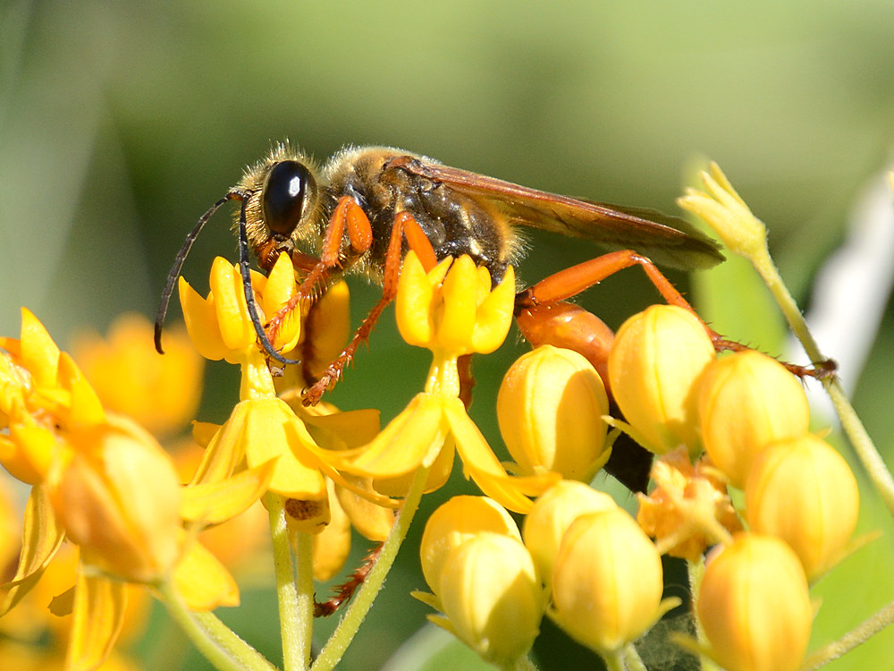 Wasp.jpg