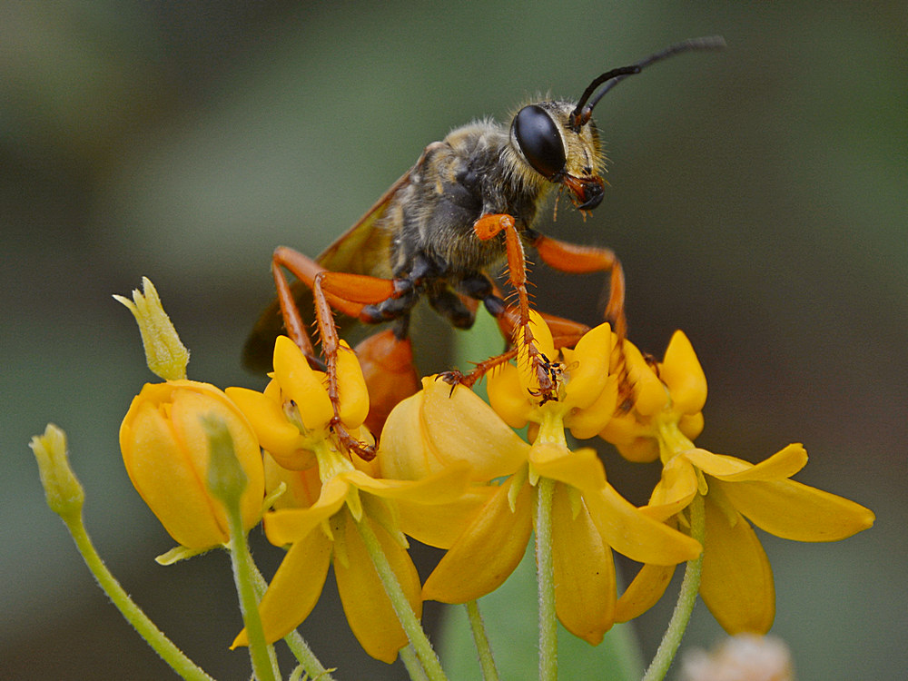 Wasp.jpg