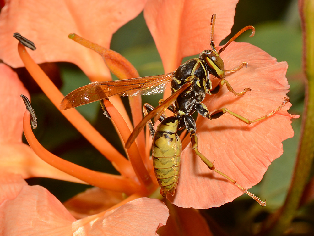 Wasp.jpg