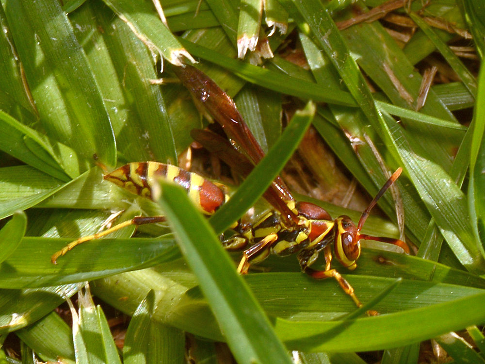 Wasp.jpg