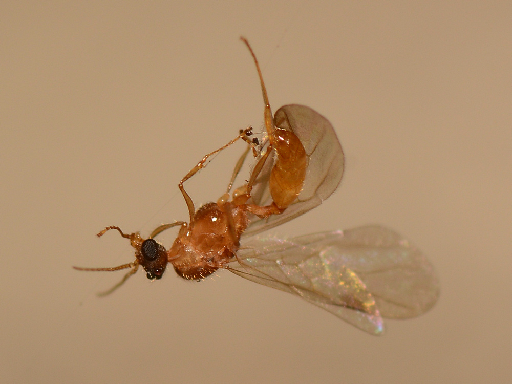 Wasp.jpg