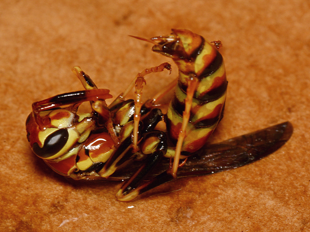 Wasp.jpg