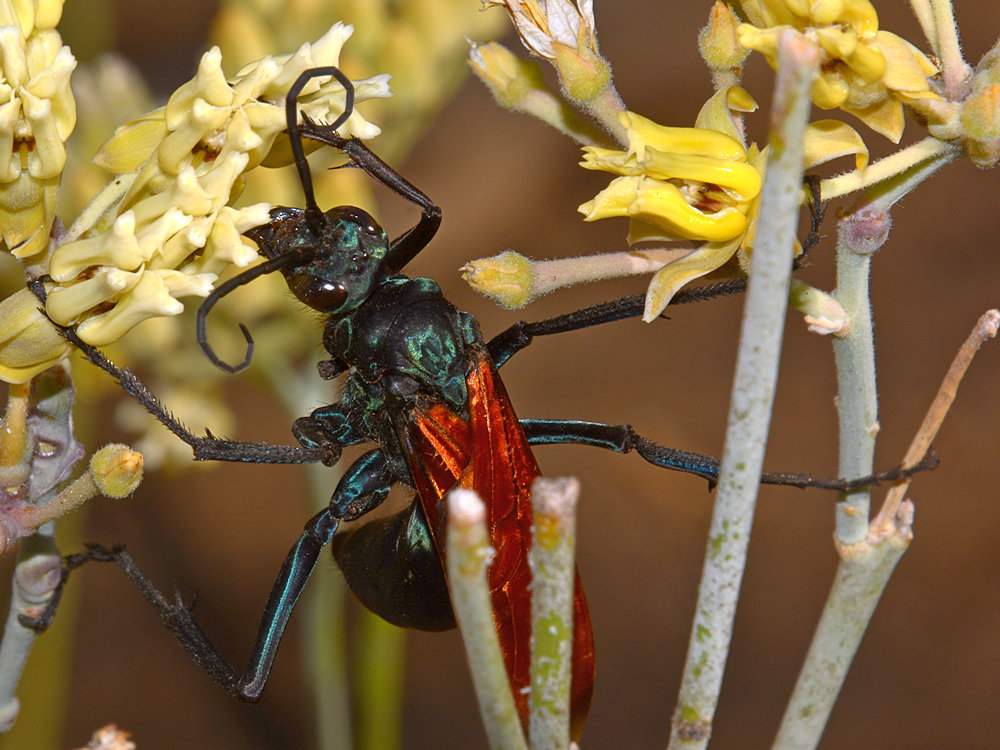 Wasp.jpg