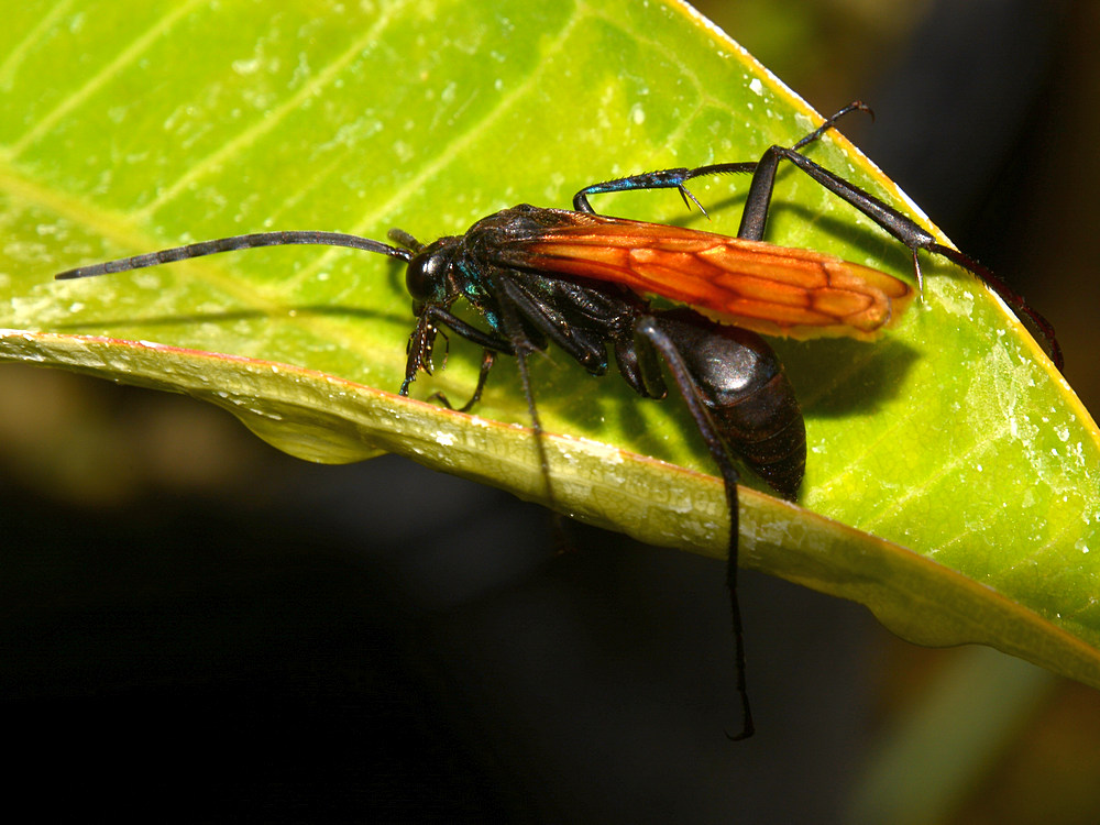 Wasp.jpg