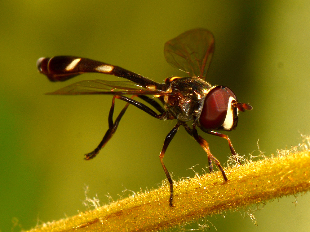Wasp.jpg