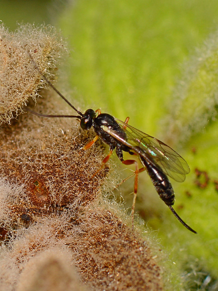 Wasp.jpg