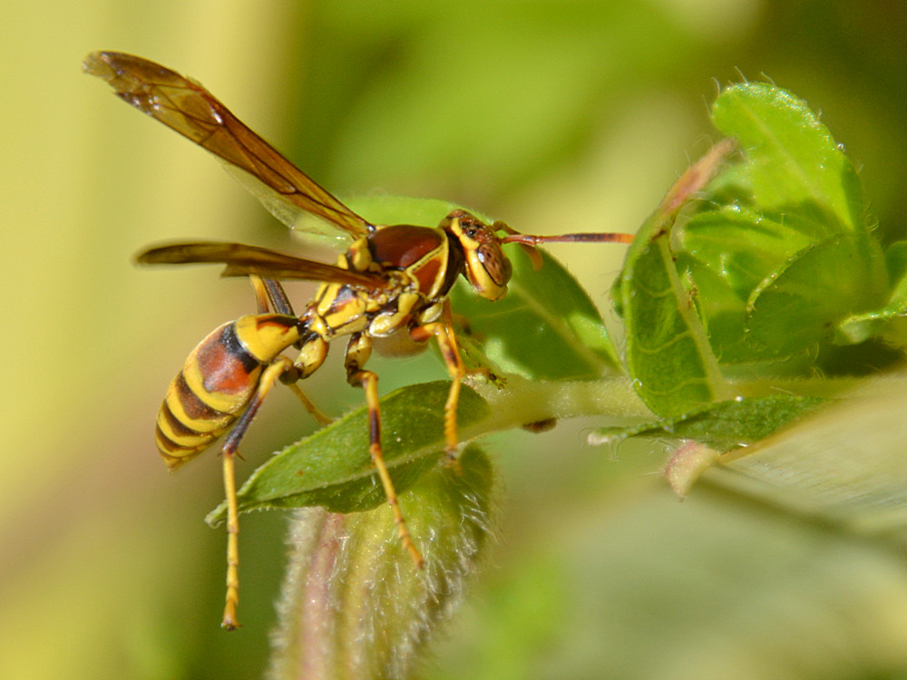Wasp.jpg