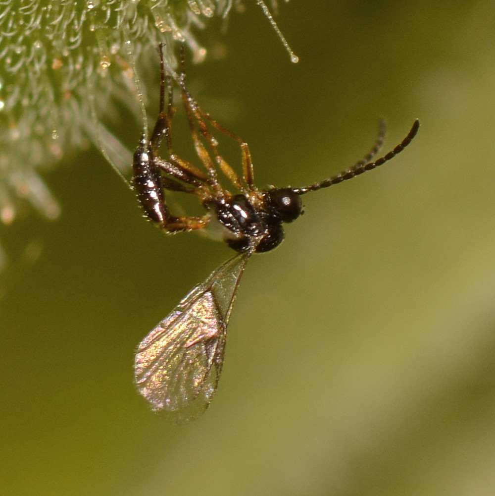 Wasp.jpg