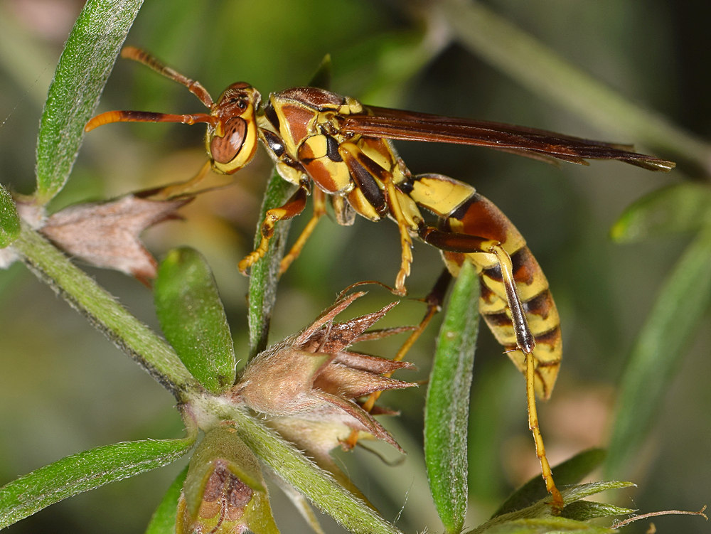 Wasp.jpg