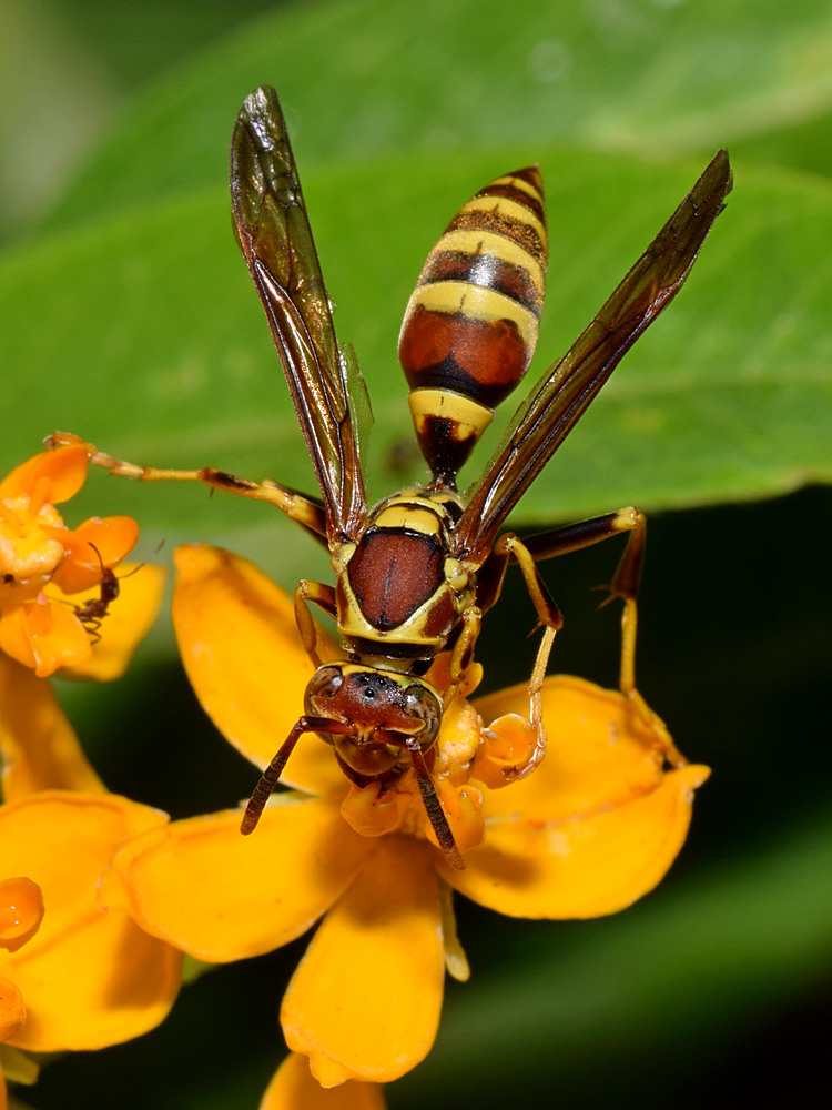 Wasp.jpg