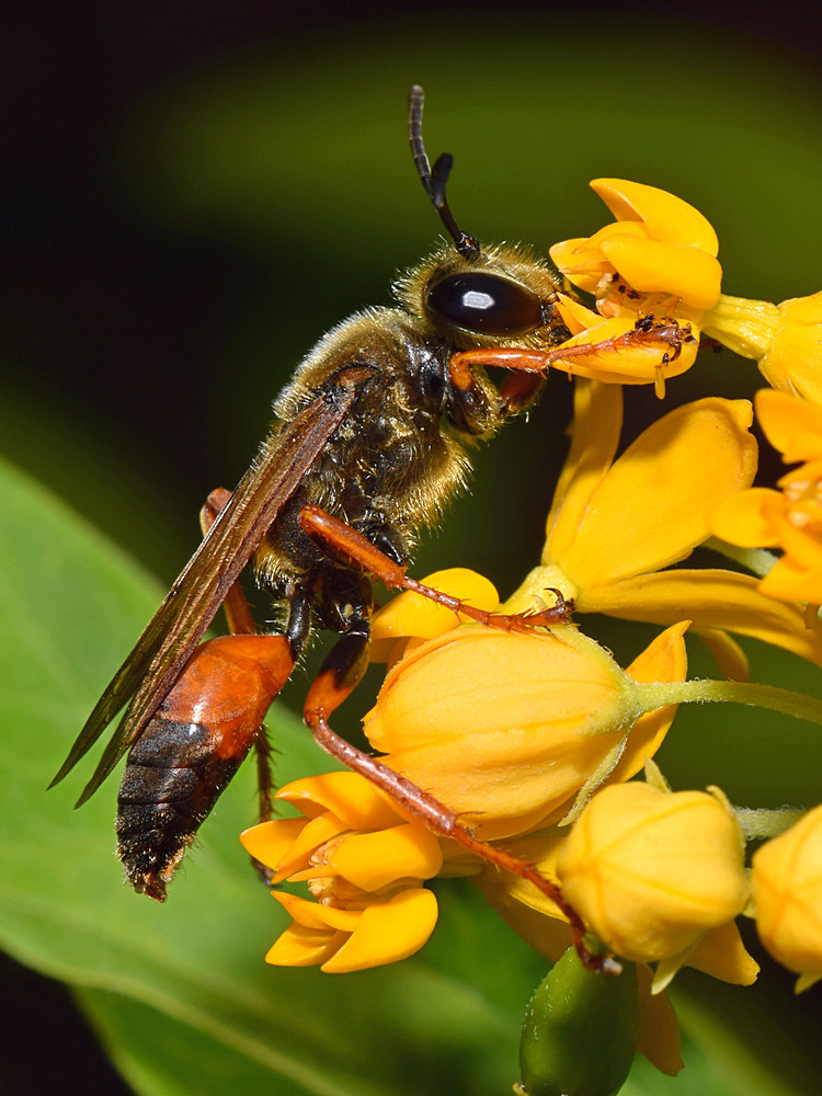 Wasp.jpg