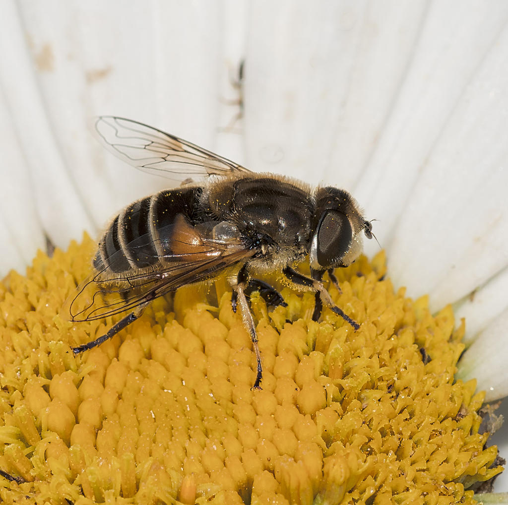 Wasp.jpg