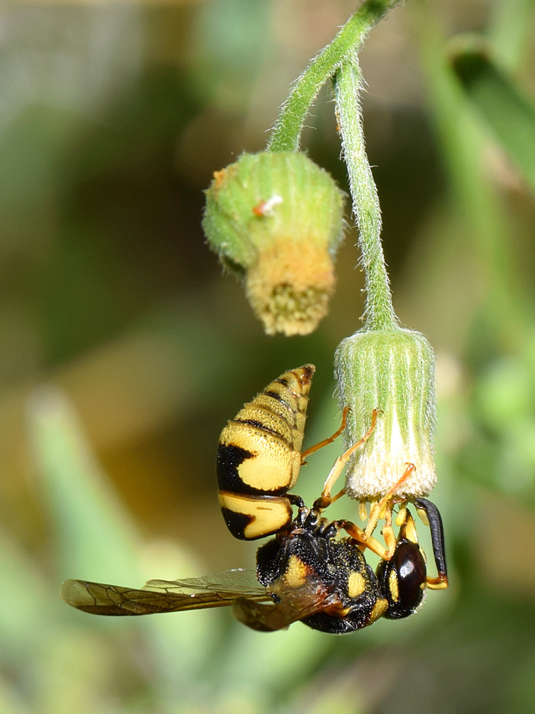 Wasp.jpg