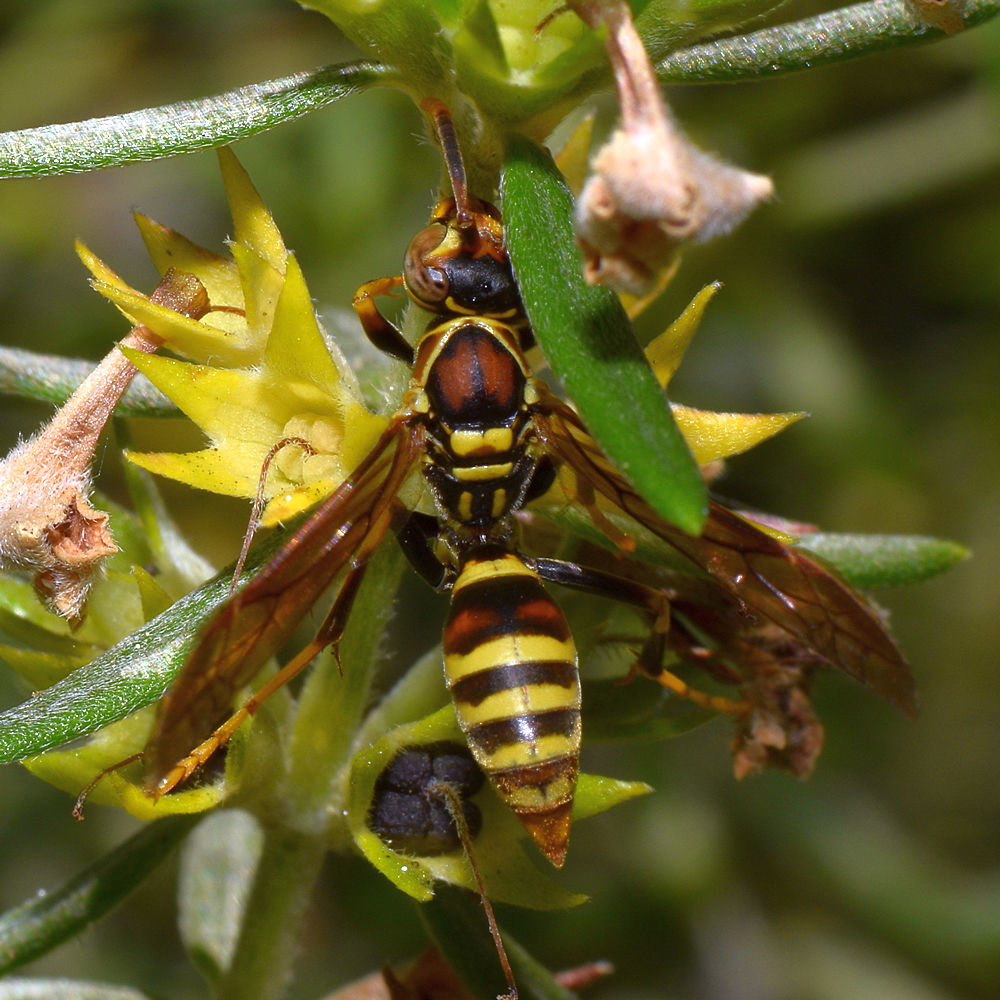 Wasp.jpg