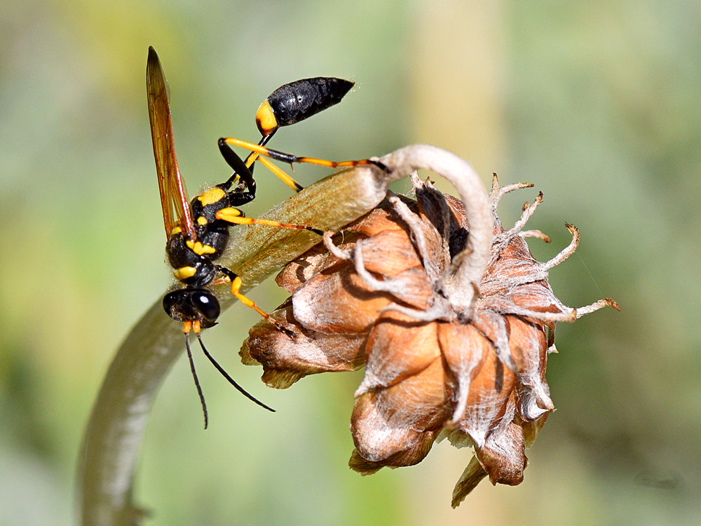 Wasp.jpg