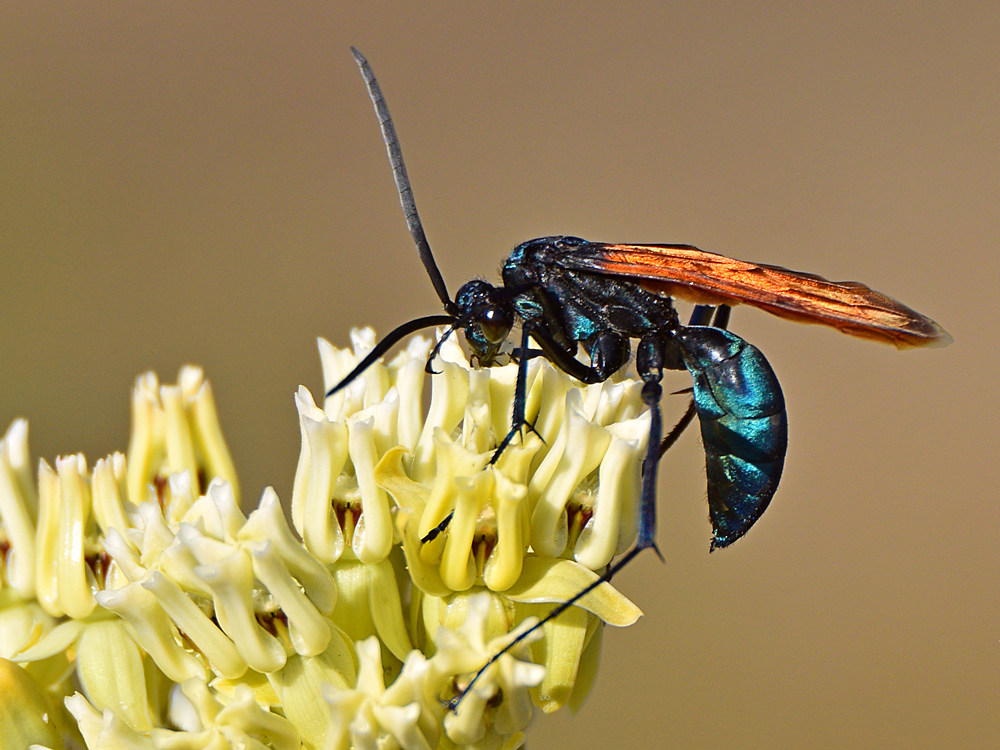 Wasp.jpg