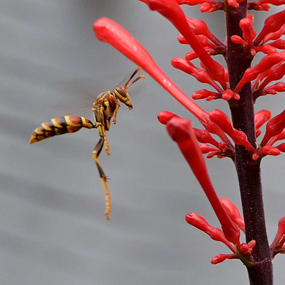 Wasp.jpg