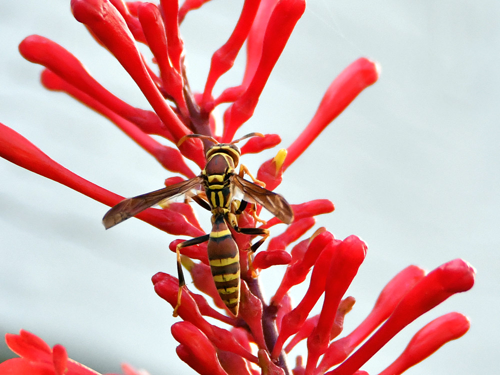 Wasp.jpg