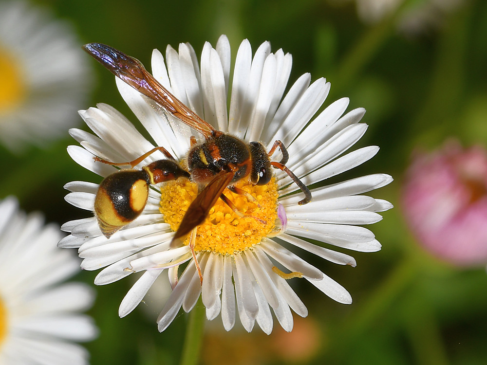 Wasp.jpg