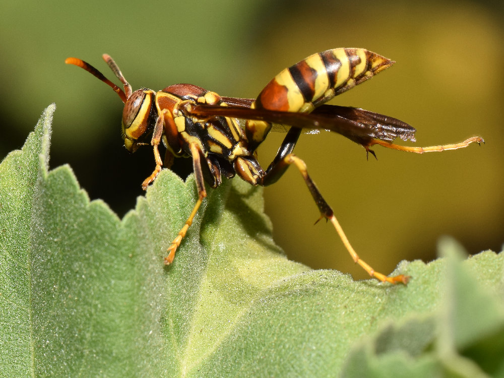 Wasp.jpg