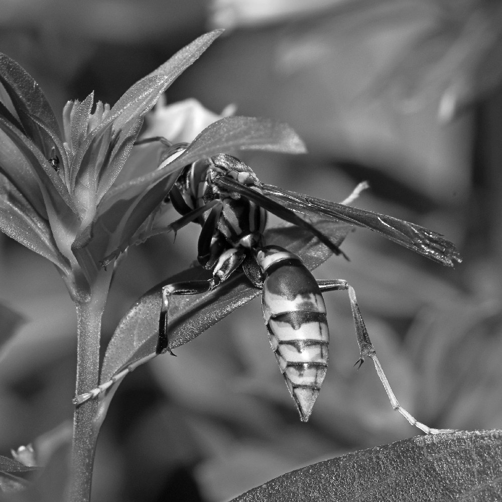 Wasp.jpg