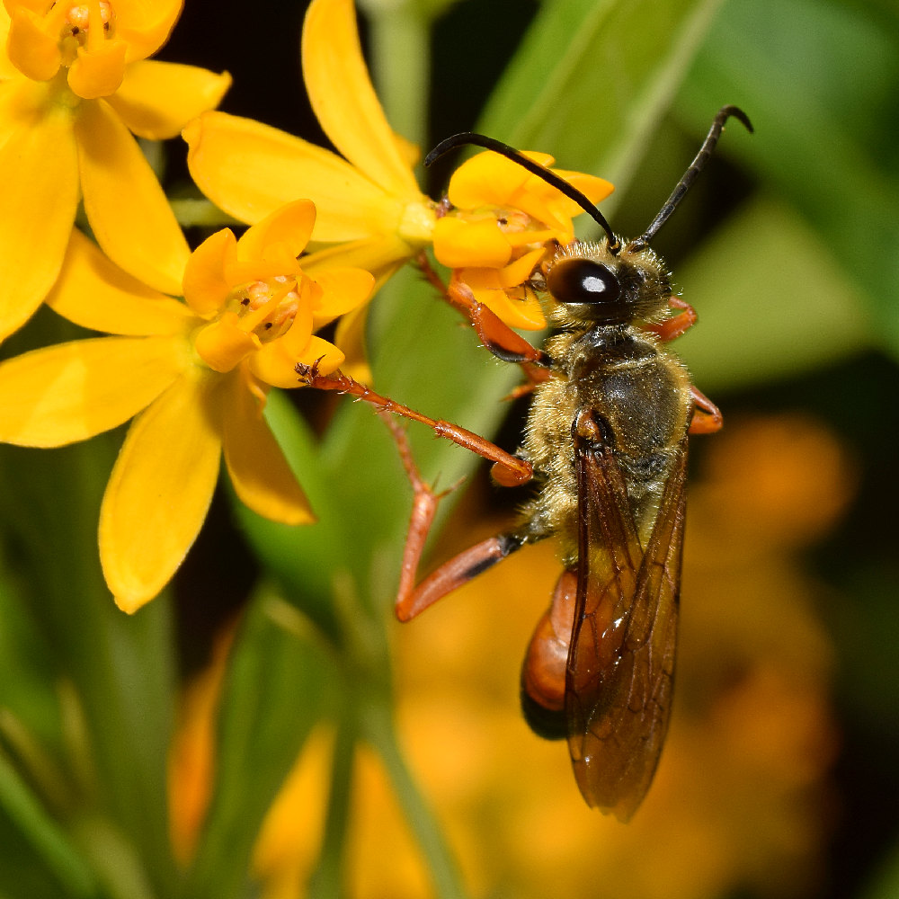Wasp.jpg