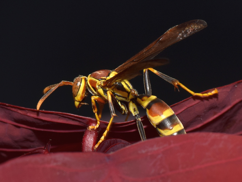 Wasp.jpg