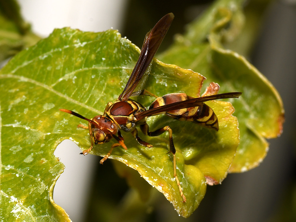 Wasp.jpg