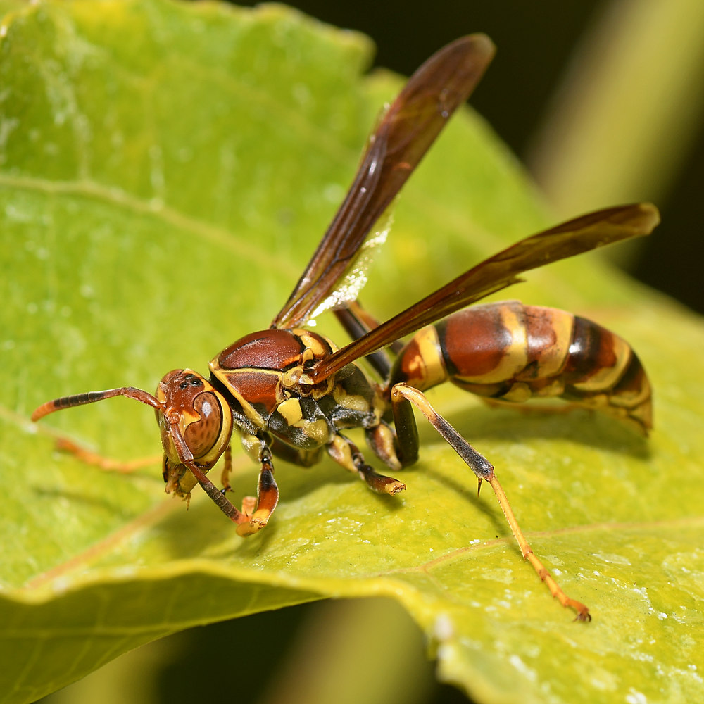 Wasp.jpg